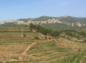 vineyards in Priorat
